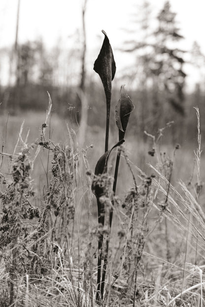 Geschmiedete Blume "Calla"
